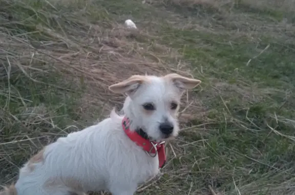 Пропала собака в Трудовом, Владивосток: Лаки, кобель, красный ошейник, 8-951-005-15-07