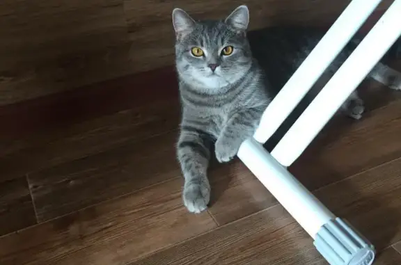 Кошки потеряшки, Новосибирск, фото: Потеряшка кот на ул. Мясниковой 26, Новосибирск