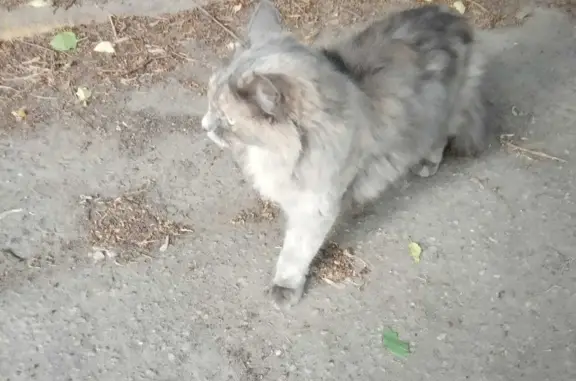 Найдена кошка на улице Раменки в Москве