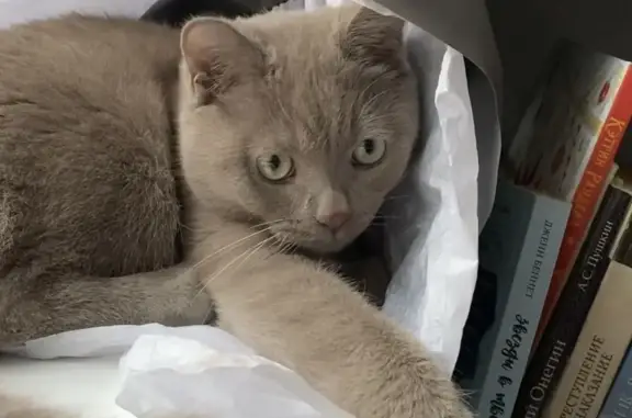 Кошки потеряшки, Санкт-Петербург, фото: Потеряшка кошка на Гражданской, 10 в СПб