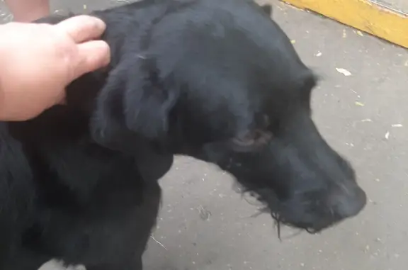 Собака с ошейником на Луговом проезде, Москва