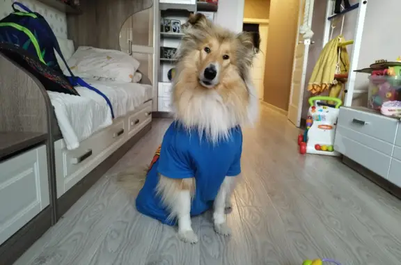 Собаки потеряшки, Шумаково, фото: Потеряшка собака на Транзитной ул. в Шумаково