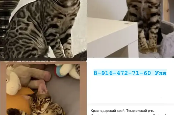 Кошки потеряшки, посёлок Светлый Путь Ленина, фото: Потеряшка бенгальский кот в Краснодарском крае, вознаграждение за информацию