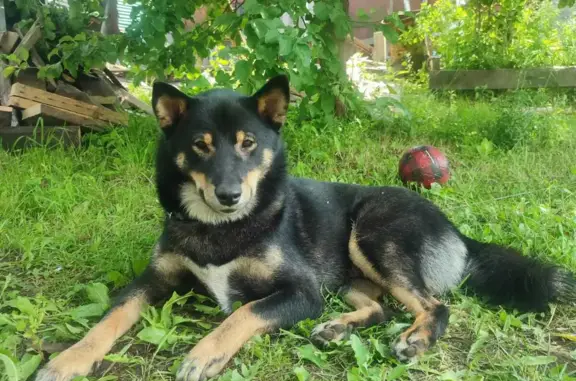 Пропала собака в Ярославле, порода сибаину