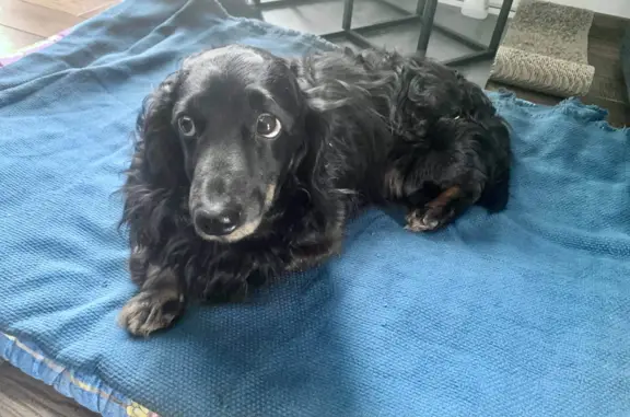 Найдена собака, Московская область, фото: Найдена домашняя длинношерстная такса в Посёлке Фабрики Первое Мая