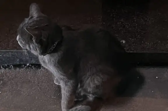 Кошка найдена на 1-м Люсиновском, 3Б, Москва