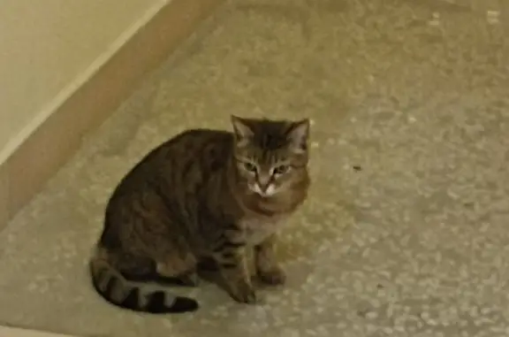 Найдена кошка на ул. Поленова, 4 в Обнинске