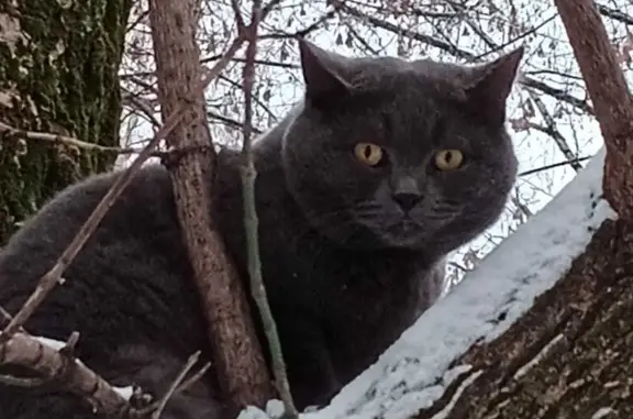 Пропал голубой британский кот, Липецк, ул. Циолковского 41