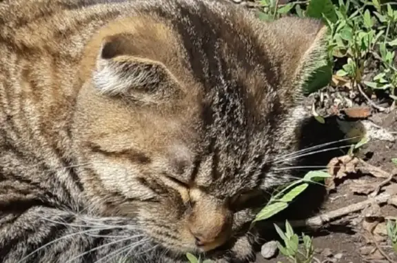 Найдена кошка на Молодёжной улице в Самаре