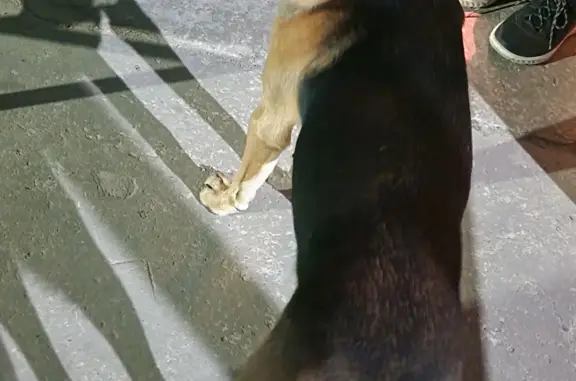 Найдена собака у ТЦ Демидовский на ул. Металлургов 62А в Туле