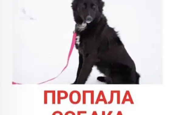 Пропала собака Черника на Вернадского 18А, Москва