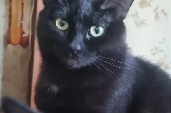 Пропала Черная кошка Тучка в Суховке, 7ой дом.