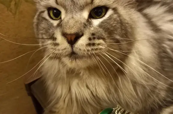 Кошки потеряшки, Новосибирск, фото: Потеряшка кот на Нарымской, 25 в Новосибирске