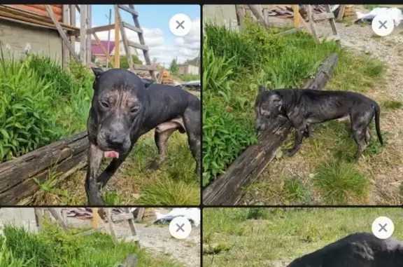 Найдена породистая собака, ищем хозяев! (адрес: Борковское сельское поселение)