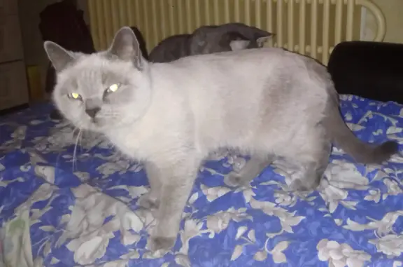 Пропала сиамская кошка на ул. Неделина, 21, Липецк