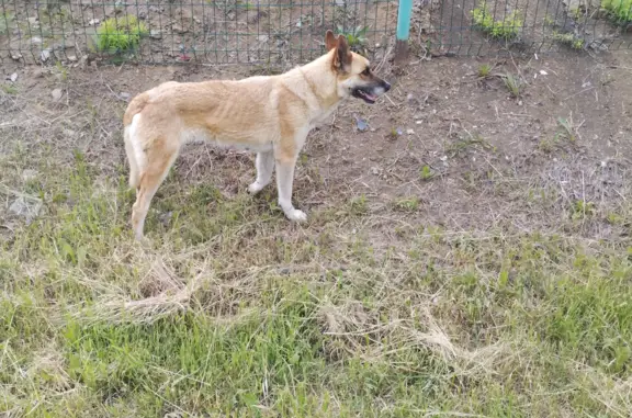 Найдена собака на улице Анны Щетининой, Владивосток