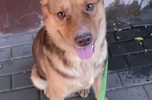 Найдена ласковая собака в Астрахани