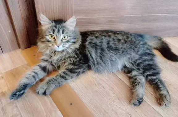 Пропала кошка в Нижегородской области (22Н-0755)