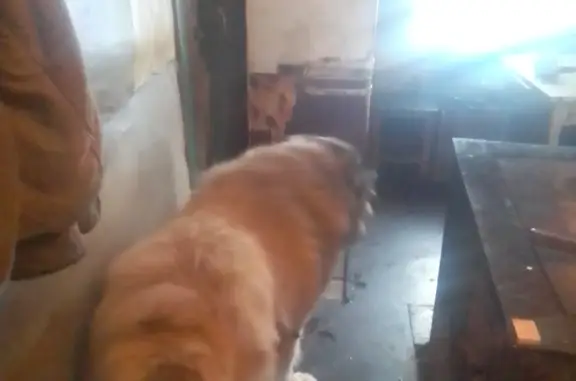 Пропала собака в Ленобласти