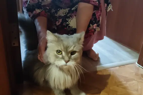 Пропала кошка: ул. Мурысева, 83, Тольятти