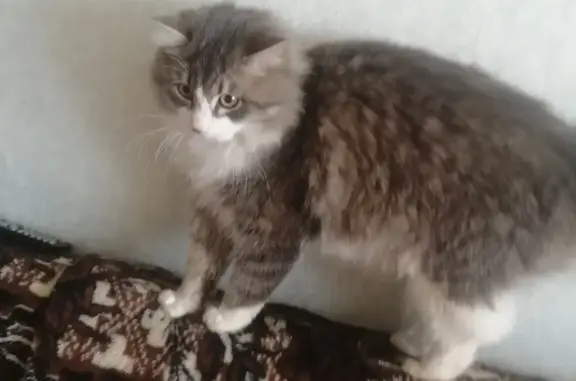 Пропала кошка на Орджоникидзе 5 в Красноуральске