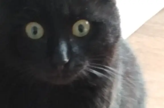 Пропала черная кошка в Красноярском крае