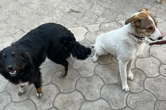 Пропали две крупные собаки в Сомово, ищутся в Отрожке или Боровом, помогите найти!