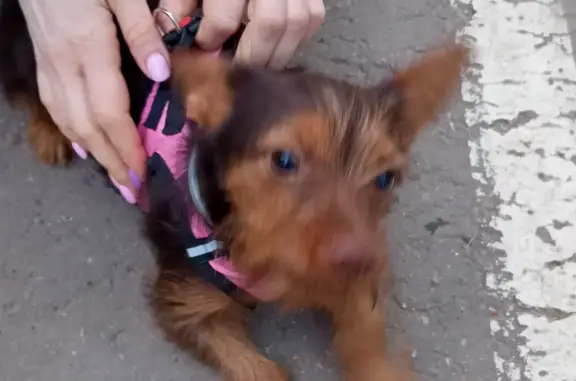 Найдена собака с розовой шлейкой в парке Егорьевск
