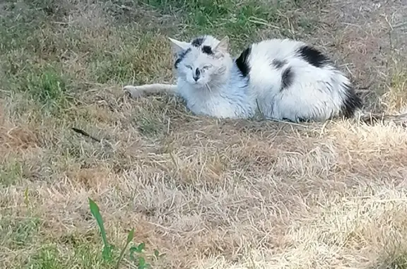 Кошка найдена в Зеленой-Гайдара, Калининградская область