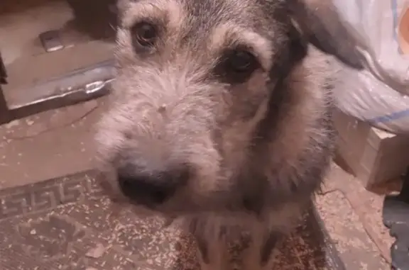 Найдена собака у озера в Волгоградской области