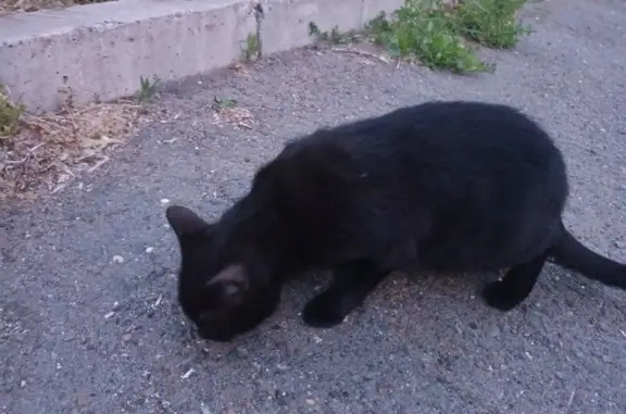 Найден черный кот на Парковой, 9Т, Ижевск