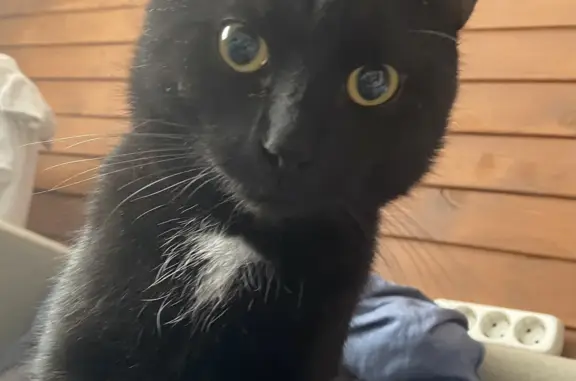 Кошки потеряшки, Санкт-Петербург, фото: Потеряшка кот на Савушкина, 122 к2, Санкт-Петербург 🐱😿