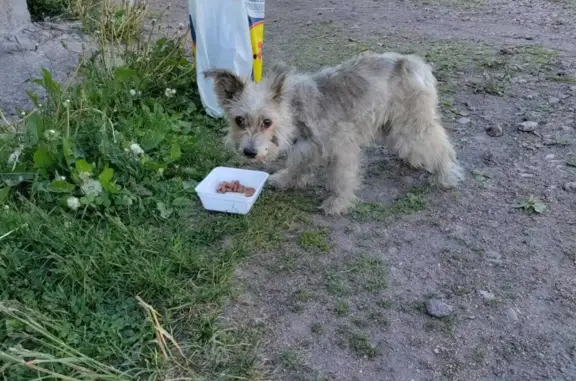 Найдена собака в Дятлово (41К-086)