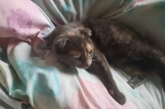 Кошка найдена на Тамбовской, 27А в Курске