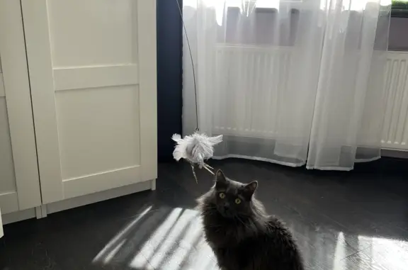 Пропала кошка Коксик в Ленинградской области