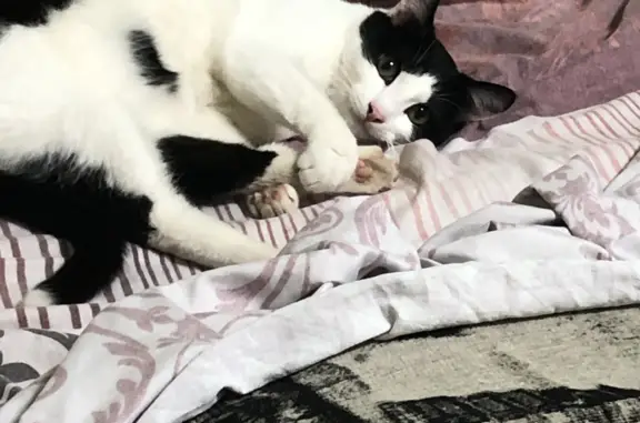 Кошки потеряшки, Курган, фото: Потеряшка кошка на Берёзовой улице, 11 в Кургане