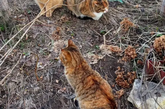 Пропала кошка Тошка в Пестово-Анохино-Клюшниково, Новосельское сельское поселение