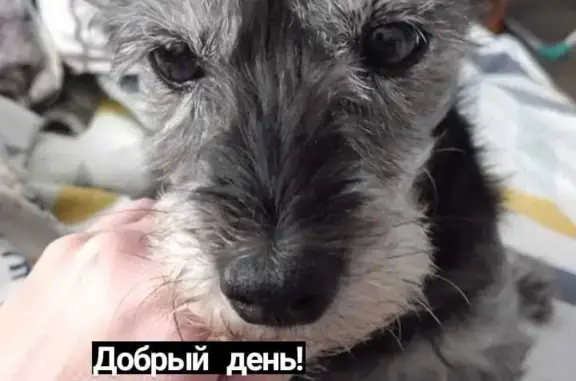 Пропала собака в районе Крайс Нефть Майск, кличка Кнопа, улица Желябова