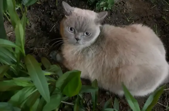 Пропала кошка на улице Чистова, 22, Москва.