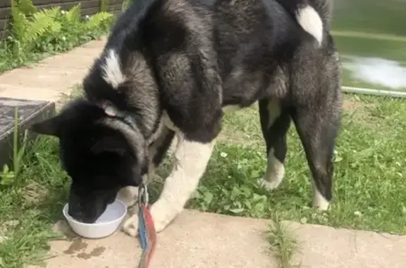 Найдена собака в Хотьково, похожа на Американскую Акиту