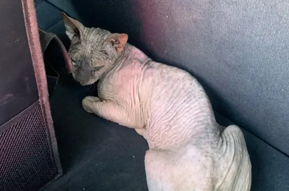Кошка найдена в Нежинском сельсовете после ДТП
