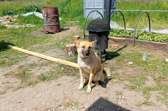 Умная собака найдена в Ланьшино, Московская область