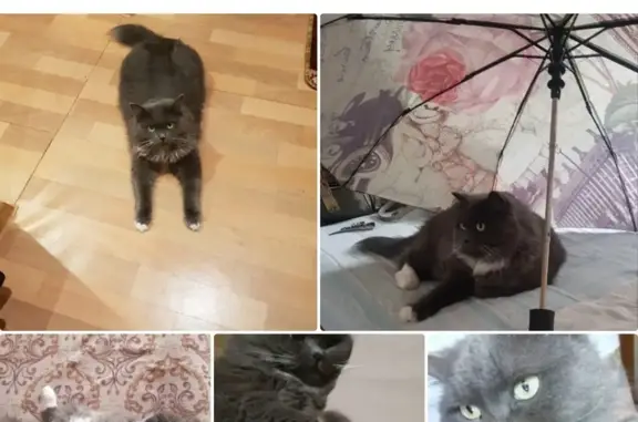 Пропала кошка Муся в Боровском, Тюменская область