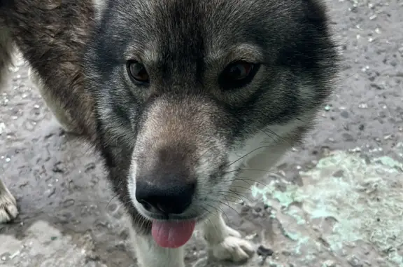 Пропала собака Серый в Надыме на 13-м проезде