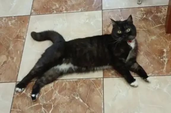 Пропала черно-белая кошка на Радонежской, 25, Коломна