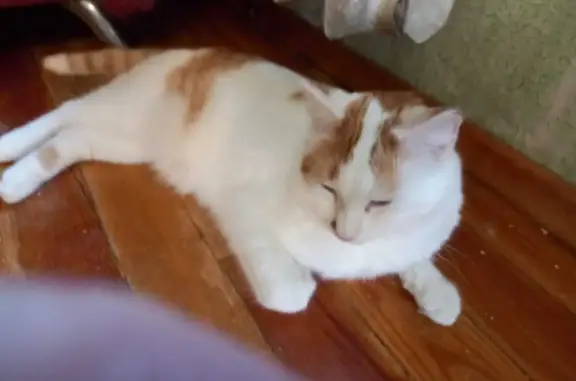 Кошки потеряшки, Иркутск, фото: Потеряшка кошка в Иркутске с белым и рыжим окрасом