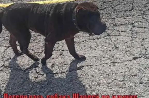 Пропала собака 97К-020 в Чувашии