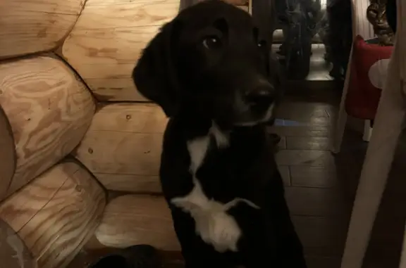 Найден черно-белый щенок в Московской области