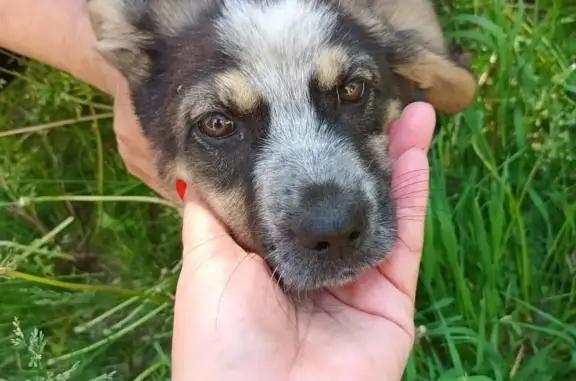 Найден щенок на ул. Дикопольцева, 35 в Хабаровске