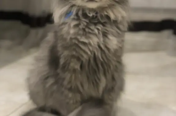 Кошки потеряшки, Новосибирск, фото: Потеряшка пушистая кошка на Пархоменко, 12, Новосибирск